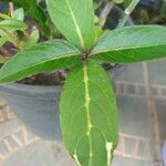Sanchezia nobilis Folha