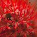 Combretum constrictum Flower