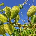 Caesalpinia bonduc Vrucht