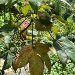 Gossypium barbadense Leaf