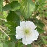 Rubus x uncinellus Kwiat