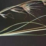 Themeda triandra Leaf