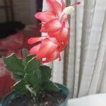 Schlumbergera truncataFlower