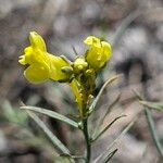 Linaria angustissima Blomst