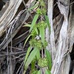 Nesogenes orerensis Hoja