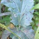 Papaver somniferum Blad