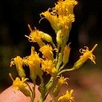 Solidago altissima Blomst