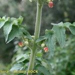 Scrophularia grandiflora Máis