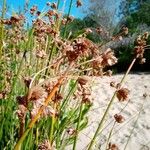 Schoenoplectus californicus Maua