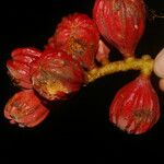 Guarea rhopalocarpa Fruit