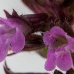 Thymus pulegioides Flower