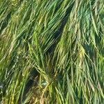 Zostera marina Folha