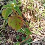 Melochia corchorifolia Leaf