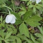 Anemonoides sylvestris Feuille