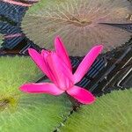 Nymphaea rubra Flower