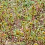 Bidens radiata Habit