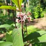 Callicarpa kwangtungensis Flor