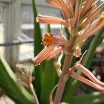 Aloe greatheadii Flower
