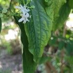 Heptacodium miconioidesFlower