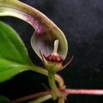 Ceropegia macrantha Flower