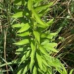 Solidago juncea Leaf