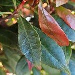 Photinia fraseri Leaf