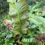 Asplenium scolopendrium ফল