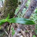 Angraecum zeylanicum Leaf