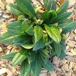 Centaurea triumfettii Leaf