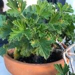 Pelargonium grandiflorum Feuille