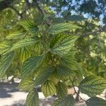 Celtis africana Folio