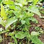 Chenopodium polyspermum Vekstform