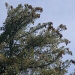 Pinus lambertiana Hábito