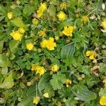 Potentilla pusilla Fiore