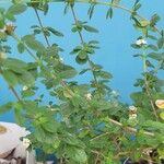 Lippia micromera Хабит