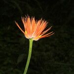 Gurania makoyana Blomst