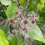 Clematis vitalbaᱡᱚ