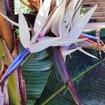Strelitzia nicolai Flor