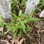 Centaurea montana Лист