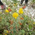 Ononis viscosa Квітка
