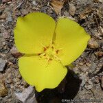 Calochortus concolor Flower