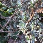 Anthyllis lagascana برگ