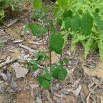 Distemonanthus benthamianus Hábitos