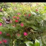 Ipomoea x multifida Bloem