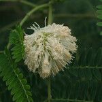 Leucaena leucocephalaBlomst