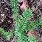Araucaria angustifolia 葉