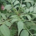 Solanum seaforthianum Leaf