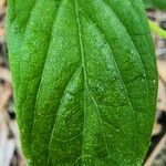 Mussaenda frondosa Leaf