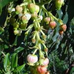 Arbutus canariensis പുഷ്പം