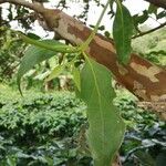 Phoradendron piperoides Leaf